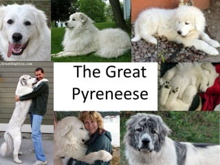 The Great
Pyreneese
 