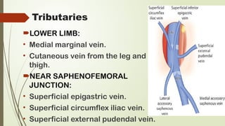 the-great-saphenous-vein-anatomy-by-abhishek-pptx