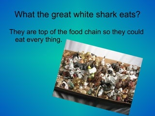 What the great white shark eats? They are top of the food chain so they could eat every thing. 