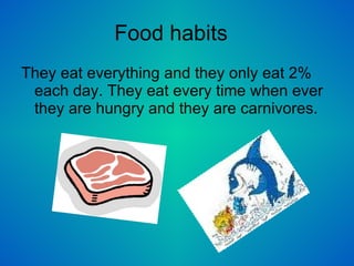 Food habits  They eat everything and they only eat 2% each day. They eat every time when ever they are hungry and they are carnivores.  