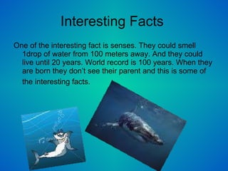 Interesting Facts  One of the interesting fact is senses. They could smell 1drop of water from 100 meters away. And they could live until 20 years. World record is 100 years. When they are born they don’t see their parent and this is some of the interesting facts.   