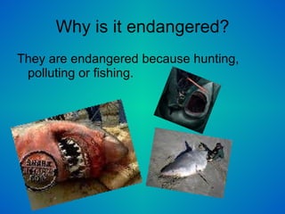 Why is it endangered? They are endangered because hunting, polluting or fishing.  