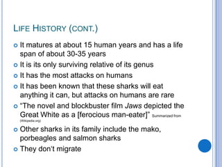 The great white shark++ | PPT