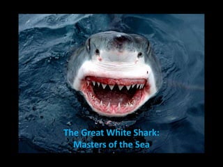 The Great White Shark:
  Masters of the Sea
 
