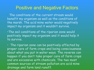 Positive and Negative Factors The conditions of the current stream would benefit my organism as well as the conditions of the marsh. The acid mine water would negatively impact my organism and it wouldn’t survive.  The soil conditions of the riparian zone would positively impact my organism and it would help it to survive. The riparian zone can be positively affected by proper care of farm crops and being consciousness about what you put in water ways. The reverse can happen if you don’t take proper care of farm crops and are excessive with chemicals. The two most common sources of stream pollution are acid mine drainage and farm land runoff.  
