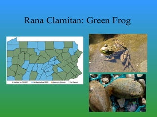 Rana Clamitan: Green Frog                                                                                                                                              