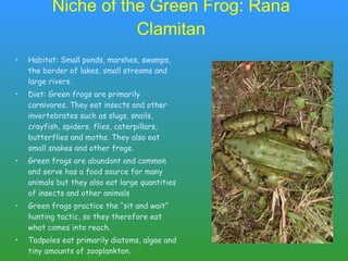 Niche of the Green Frog: Rana Clamitan Habitat: Small ponds, marshes, swamps, the border of lakes, small streams and large rivers.  Diet: Green frogs are primarily carnivores. They eat insects and other invertebrates such as slugs, snails, crayfish, spiders, flies, caterpillars, butterflies and moths. They also eat small snakes and other frogs.  Green frogs are abundant and common and serve has a food source for many animals but they also eat large quantities of insects and other animals  Green frogs practice the “sit and wait” hunting tactic, so they therefore eat what comes into reach.  Tadpoles eat primarily diatoms, algae and tiny amounts of zooplankton.  
