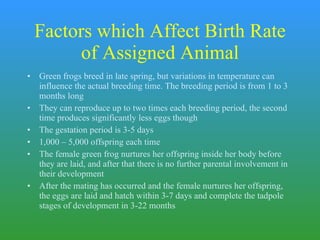 Factors which Affect Birth Rate of Assigned Animal Green frogs breed in late spring, but variations in temperature can influence the actual breeding time. The breeding period is from 1 to 3 months long They can reproduce up to two times each breeding period, the second time produces significantly less eggs though The gestation period is 3-5 days  1,000 – 5,000 offspring each time  The female green frog nurtures her offspring inside her body before they are laid, and after that there is no further parental involvement in their development After the mating has occurred and the female nurtures her offspring, the eggs are laid and hatch within 3-7 days and complete the tadpole stages of development in 3-22 months 
