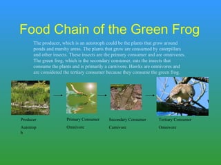Food Chain of the Green Frog The producer, which is an autotroph could be the plants that grow around ponds and marshy areas. The plants that grow are consumed by caterpillars and other insects. These insects are the primary consumer and are omnivores. The green frog, which is the secondary consumer, eats the insects that consume the plants and is primarily a carnivore. Hawks are omnivores and are considered the tertiary consumer because they consume the green frog. Producer Autotroph Primary Consumer Omnivore Secondary Consumer Carnivore Tertiary Consumer Omnivore 