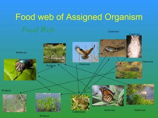Food web of Assigned Organism Herbivore Producer Omnivore Carnivore Carnivore Producer Carnivore Herbivore Herbivore Omnivore Producer Food Web  