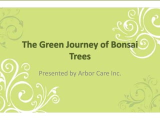 The Green Journey of Bonsai
Trees
Presented by Arbor Care Inc.

 