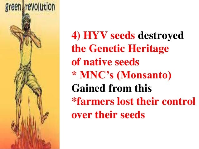 hyv seeds What is the difference between hyv seeds and traditional seeds hyv seeds are genetically improved seeds while traditional seeds are normal quality seeds. hyv seeds What is the difference between hyv seeds and traditional seeds hyv seeds are genetically improved seeds while traditional seeds are normal quality seeds.