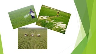 The green revolution in Punjab | PPTX