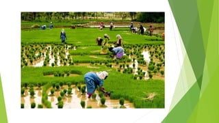 The green revolution in Punjab | PPTX
