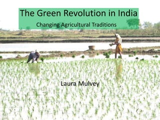 The Green Revolution in India
    Changing Agricultural Traditions




             Laura Mulvey
 