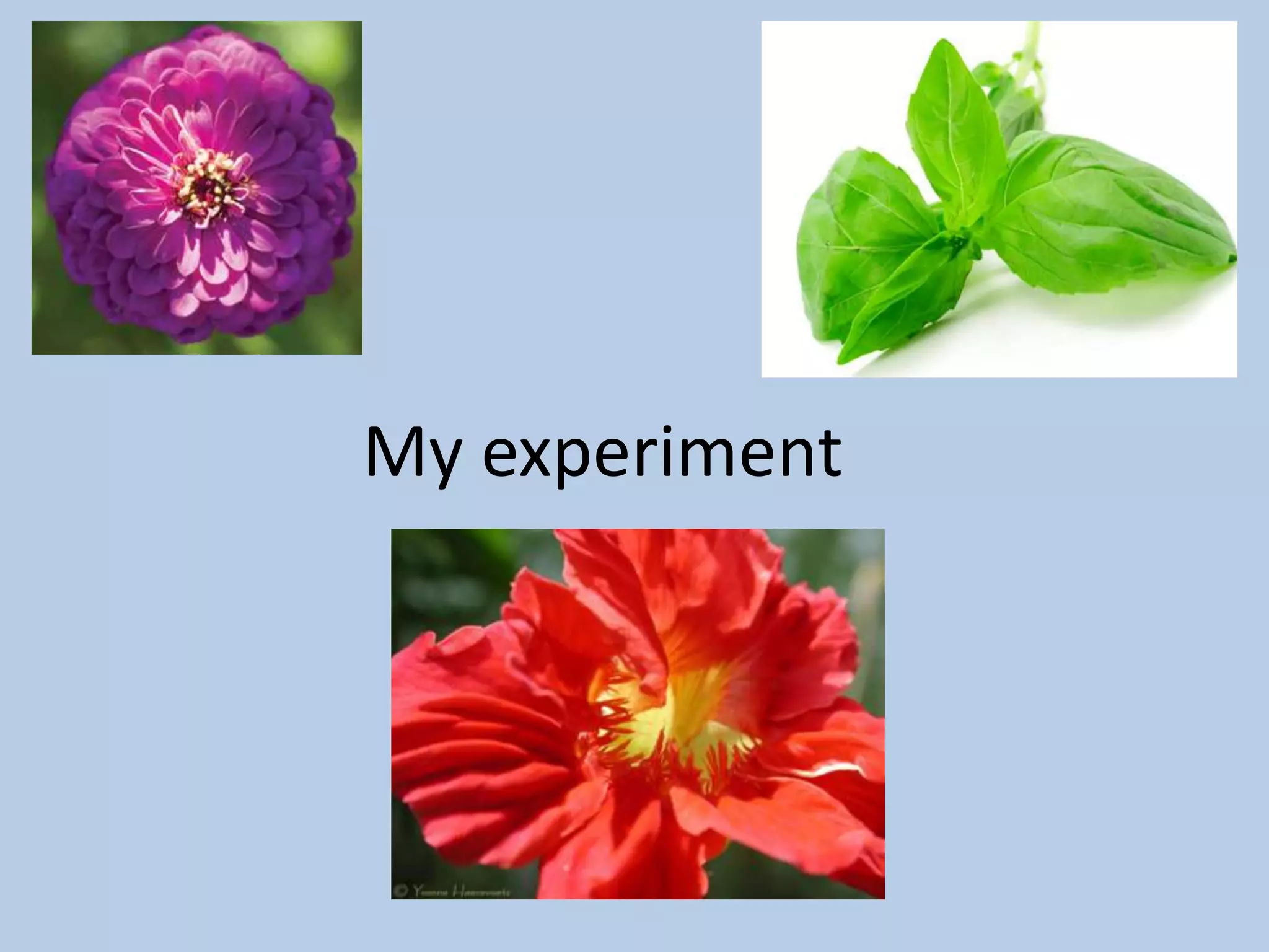 My experiment