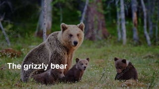 The grizzly bear
 