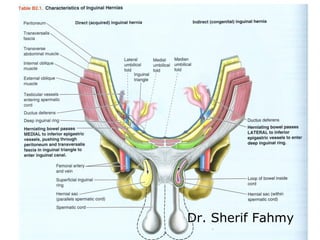 Groin Def Groin Area Anatomy