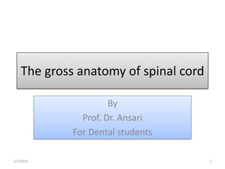 The gross anatomy of spinal cord
By
Prof. Dr. Ansari
For Dental students
1/7/2014

1

 