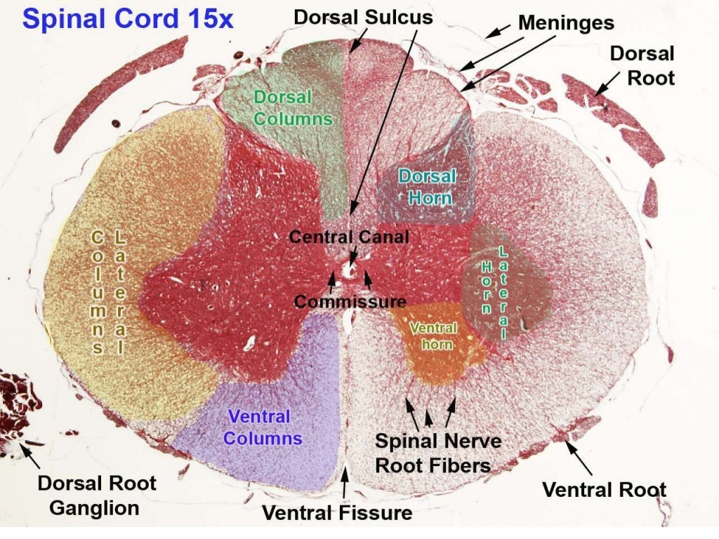 The gross anatomy of spinal cord