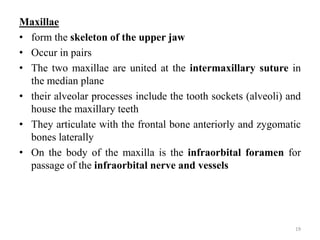 The gross anatomy of the head and neck lecture 3 | PPTX