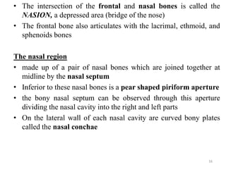 The gross anatomy of the head and neck lecture 3