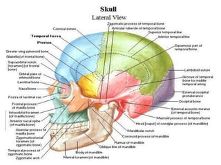 The gross anatomy of the head and neck lecture 3