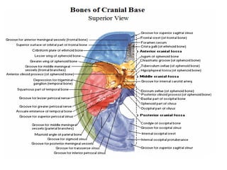 The gross anatomy of the head and neck lecture 3