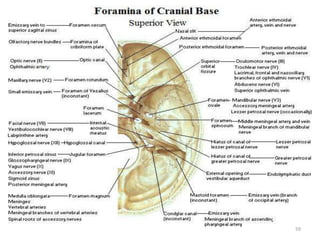 The gross anatomy of the head and neck lecture 3