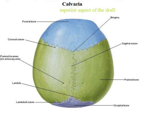 The gross anatomy of the head and neck lecture 3