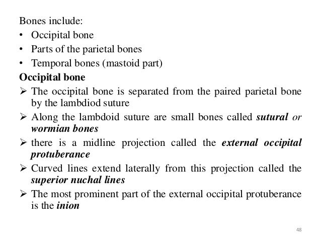 The gross anatomy of the head and neck lecture 3