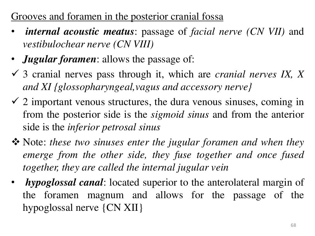 The gross anatomy of the head and neck lecture 3