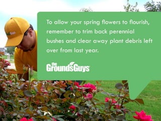 Creating a Beautiful Spring Lawn | Tips from The Grounds Guys®