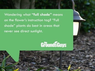 Creating a Beautiful Spring Lawn | Tips from The Grounds Guys®