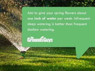 Creating a Beautiful Spring Lawn | Tips from The Grounds Guys®