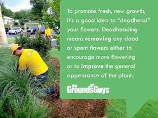 Creating a Beautiful Spring Lawn | Tips from The Grounds Guys®