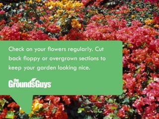 Creating a Beautiful Spring Lawn | Tips from The Grounds Guys®