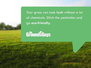 Creating a Beautiful Spring Lawn | Tips from The Grounds Guys®