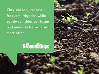 Creating a Beautiful Spring Lawn | Tips from The Grounds Guys®