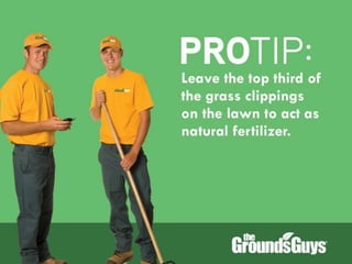 Creating a Beautiful Spring Lawn | Tips from The Grounds Guys®