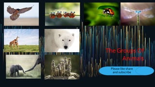 The Groups Of
Animals
Please like share
and subscribe
 