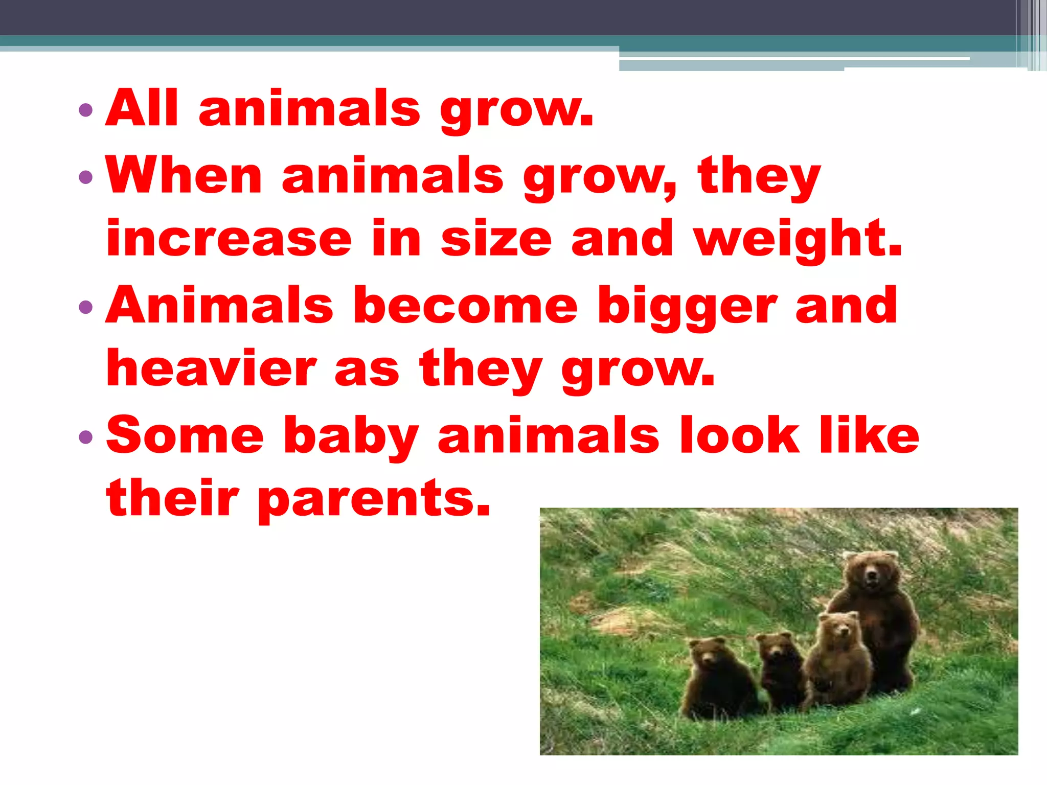 The growth of animals | PPTX
