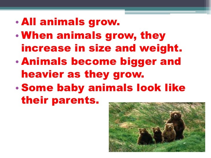 The growth of animals