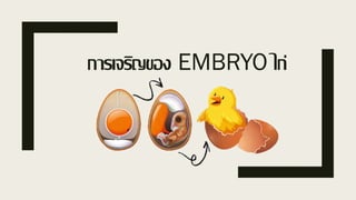 การเจริญของ EMBRYO ไก่
 