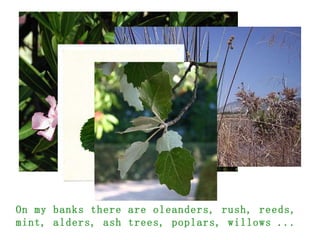On my banks there are oleanders, rush, reeds, mint, alders, ash trees, poplars, willows ... 
