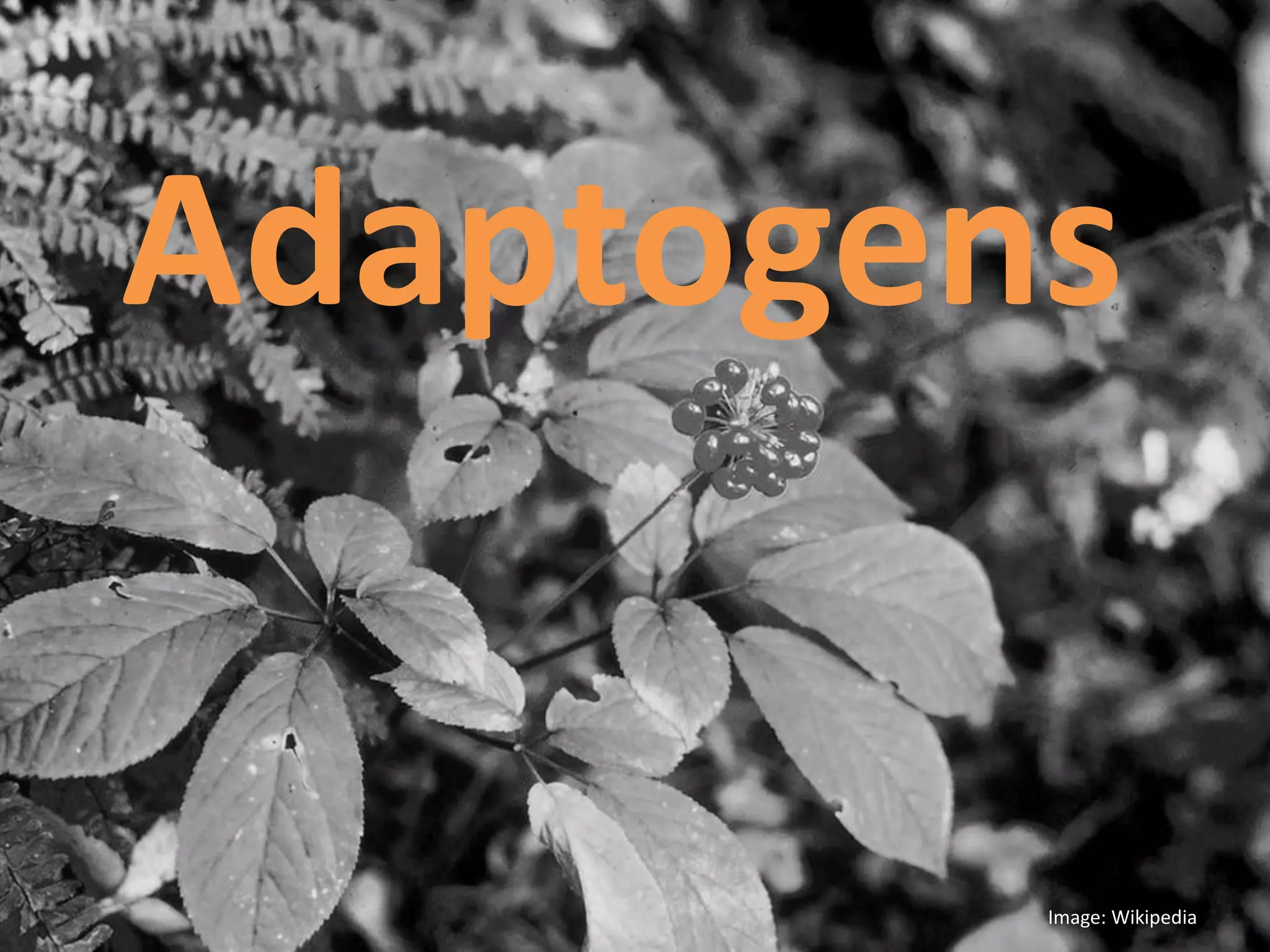 Adaptogens
Image: Wikipedia
 
