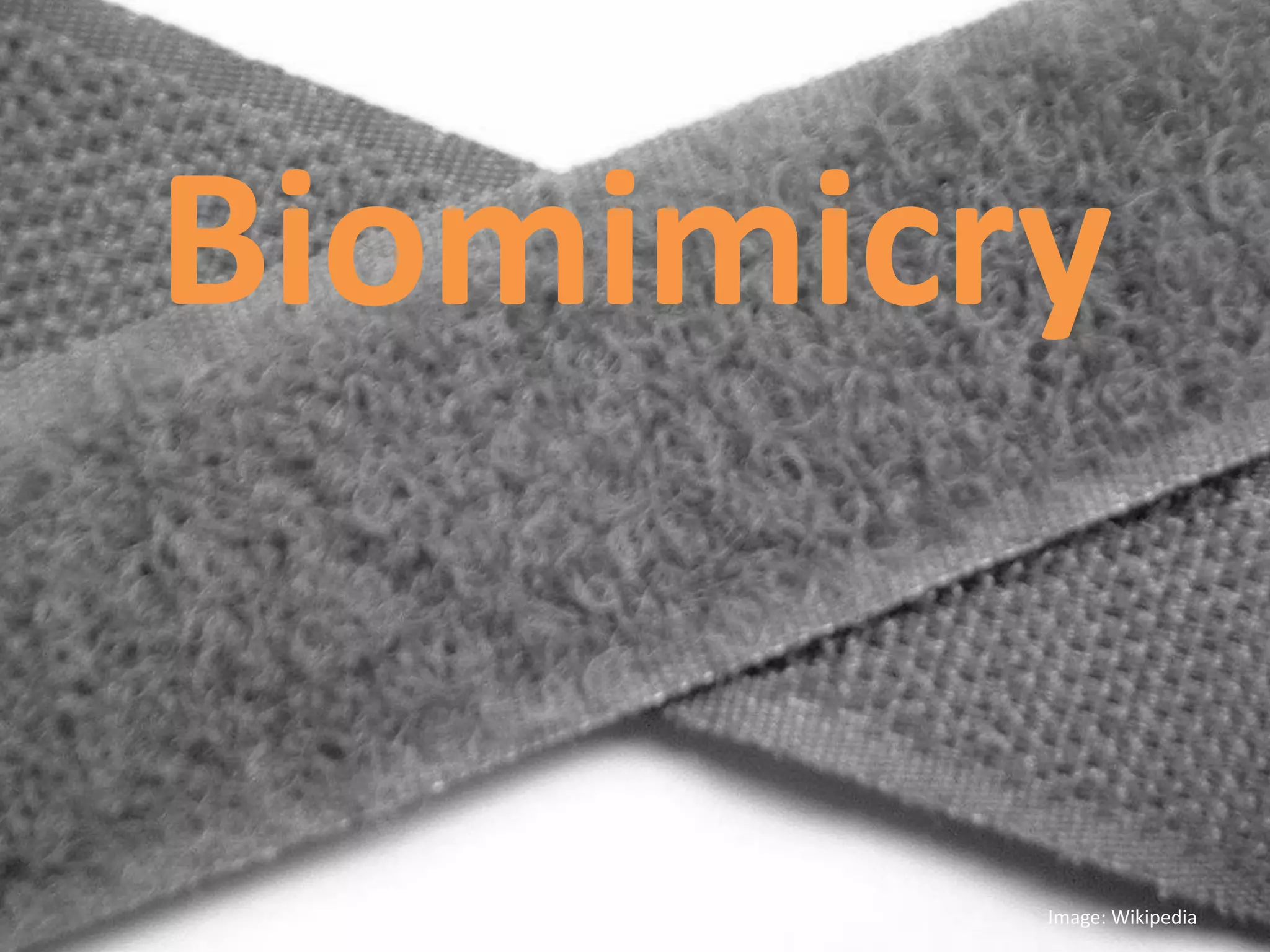 Biomimicry
Image: Wikipedia
 
