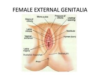 FEMALE EXTERNAL GENITALIA
 