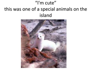 “I'm cute”this was one of a special animals on the island 