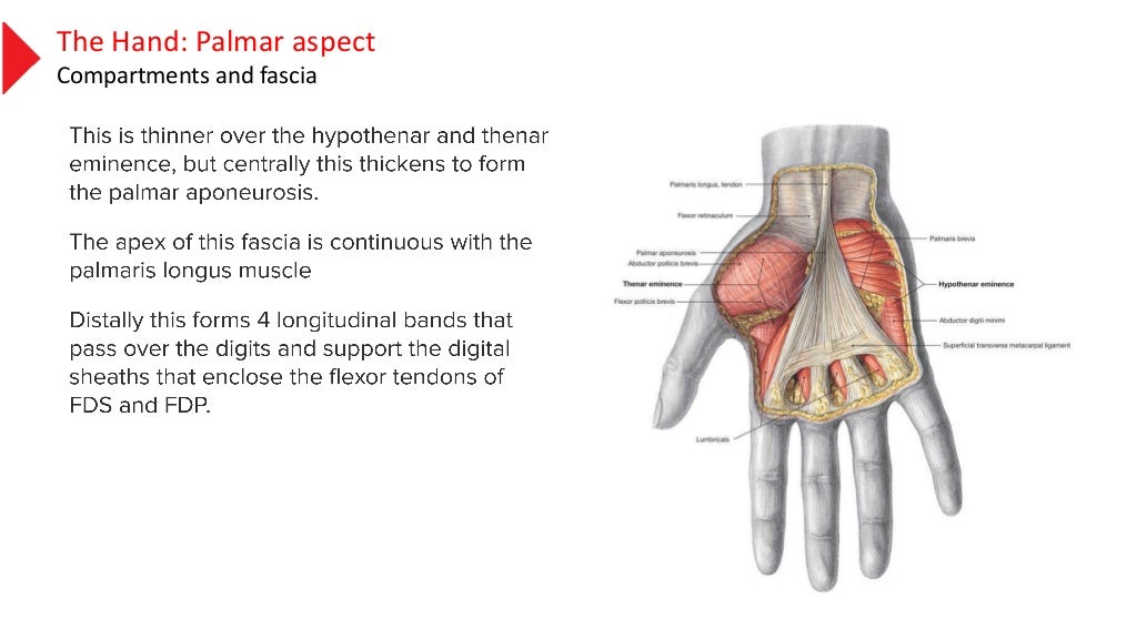 anatomy of the hand muscles